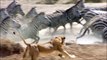 Safari/Wildlife Channel Teaser: Lion vs Zebra