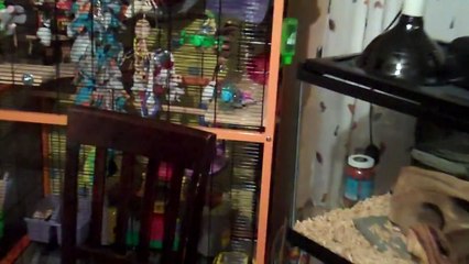 Crazy Sugar Glider Cages Connected Together