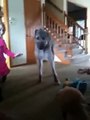 Irish Wolfhound Giant Puppy tries to eat Poodle.