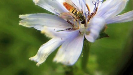 Hoverfly Close Up on a Wild Chicory Flower