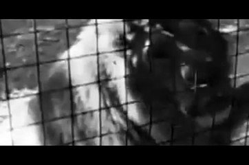 wenn Löwen weinen könnten...