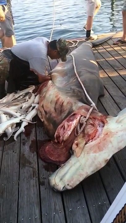 Un requin peut en cacher 34 autres