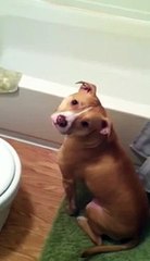 My dog argues about taking a bath
