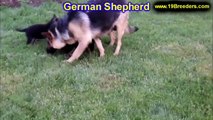 German Shepherd, Puppies, Puppies, For, Sale, in, Birmingham, Alabama, AL, Montgomery, Tuscaloosa, J