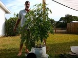 Check Out This Amazing Plant Growth Using Custom Made Mesh Bags! Self Watering! WOW!
