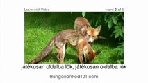 Learn Hungarian with Video - HungarianPod101.com Is Not Your Ordinary Wolf in Sheep's Clothing!!