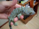 TAME TOKAY GECKO