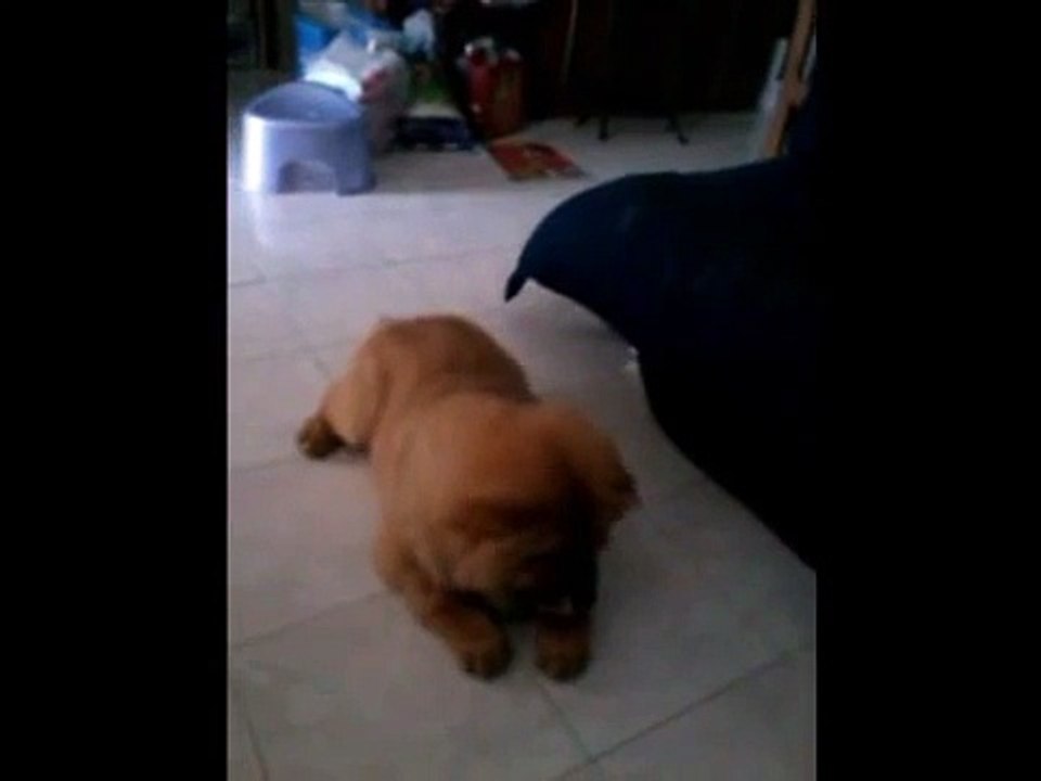 Training Chow Chow