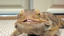 Alex's Bearded Dragon Eating Disgusting Bugs