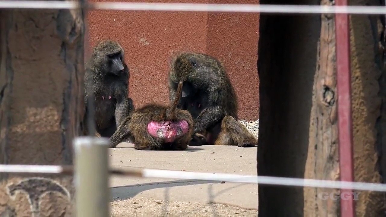 아누비스 개코 원숭이 ( Anubis Baboon )