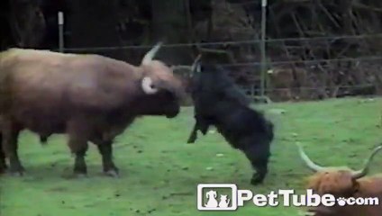 The Most Unfair Head Butting Battle EVER - Video Dailymotion