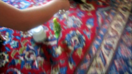 CRAZY PARAKEET FOLLOWS DISCO BALL EVERYWHERE!!!