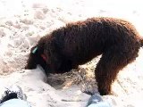 Jake Irish Water Spaniel Having Fun on the Beach