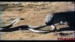 King Cobra Vs Komodo Dragon Amazing Deadliest Fight.