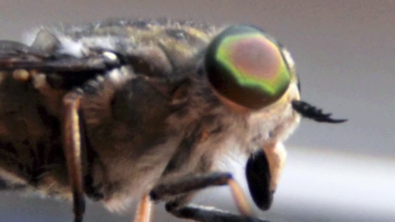 Horse-Fly