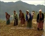 Paddy or rice cultivation in north-east India