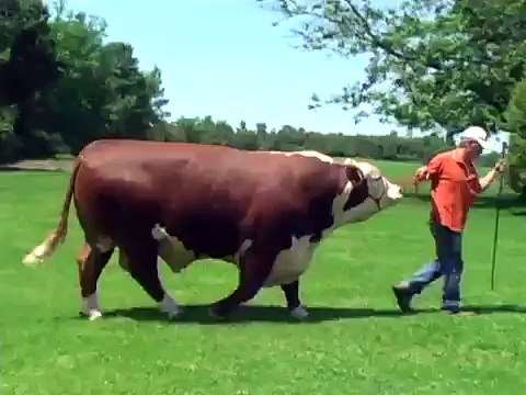 Touro Semex Powerhouse (Polled Hereford)