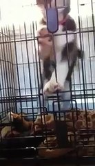 Siberian Husky Puppy Throwing a Tantrum