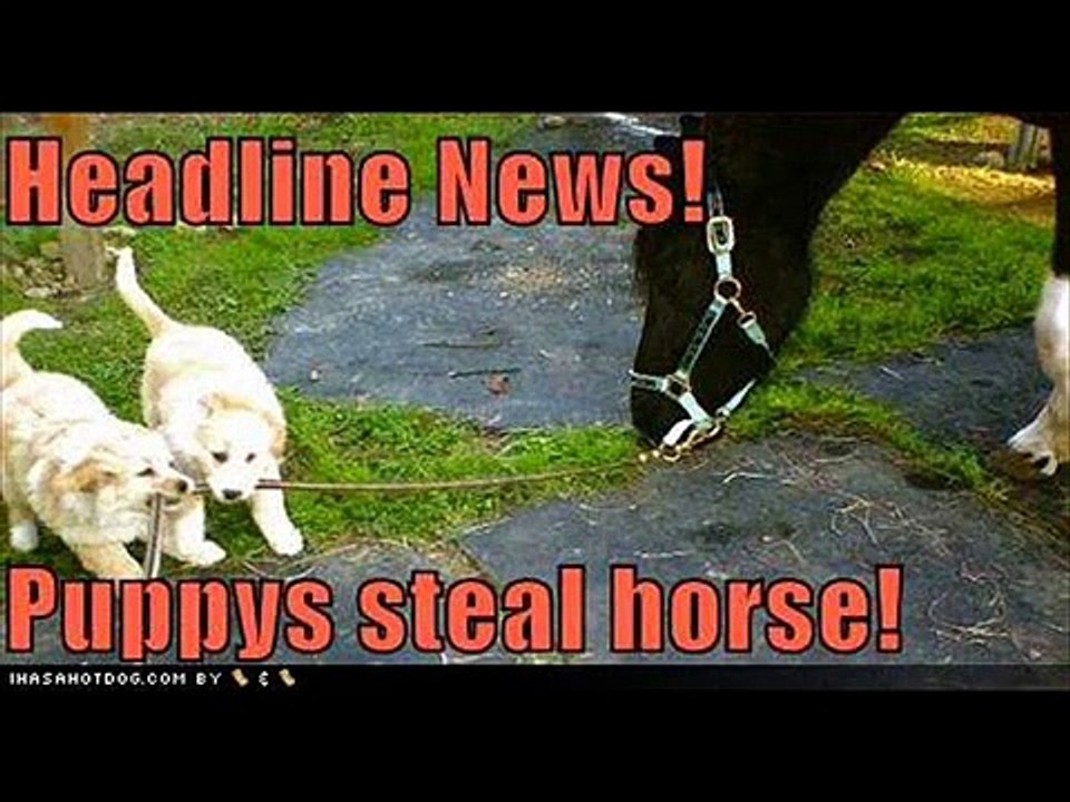 vERY fUNNY dOGS 14