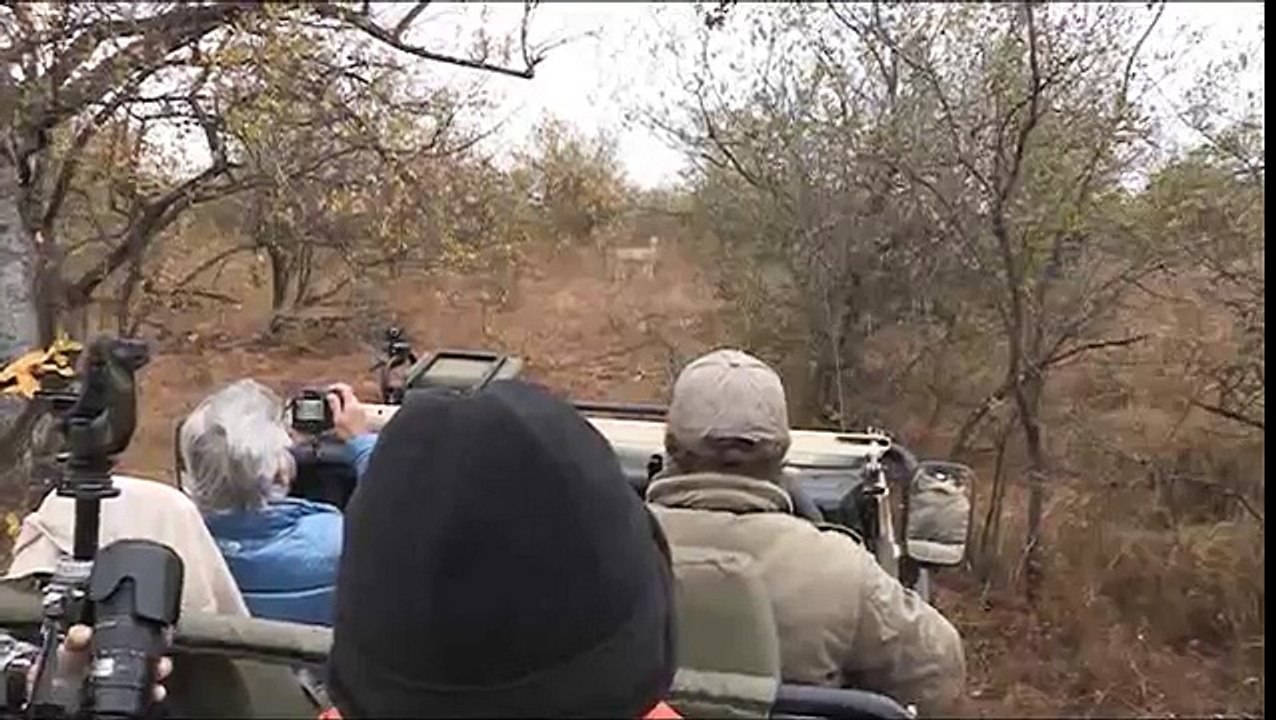 African Wildlife Stock footage - Photos of Africa