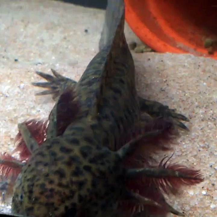 Axolotl