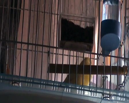 canto de canario amarillo - (singing canary yellow ring )