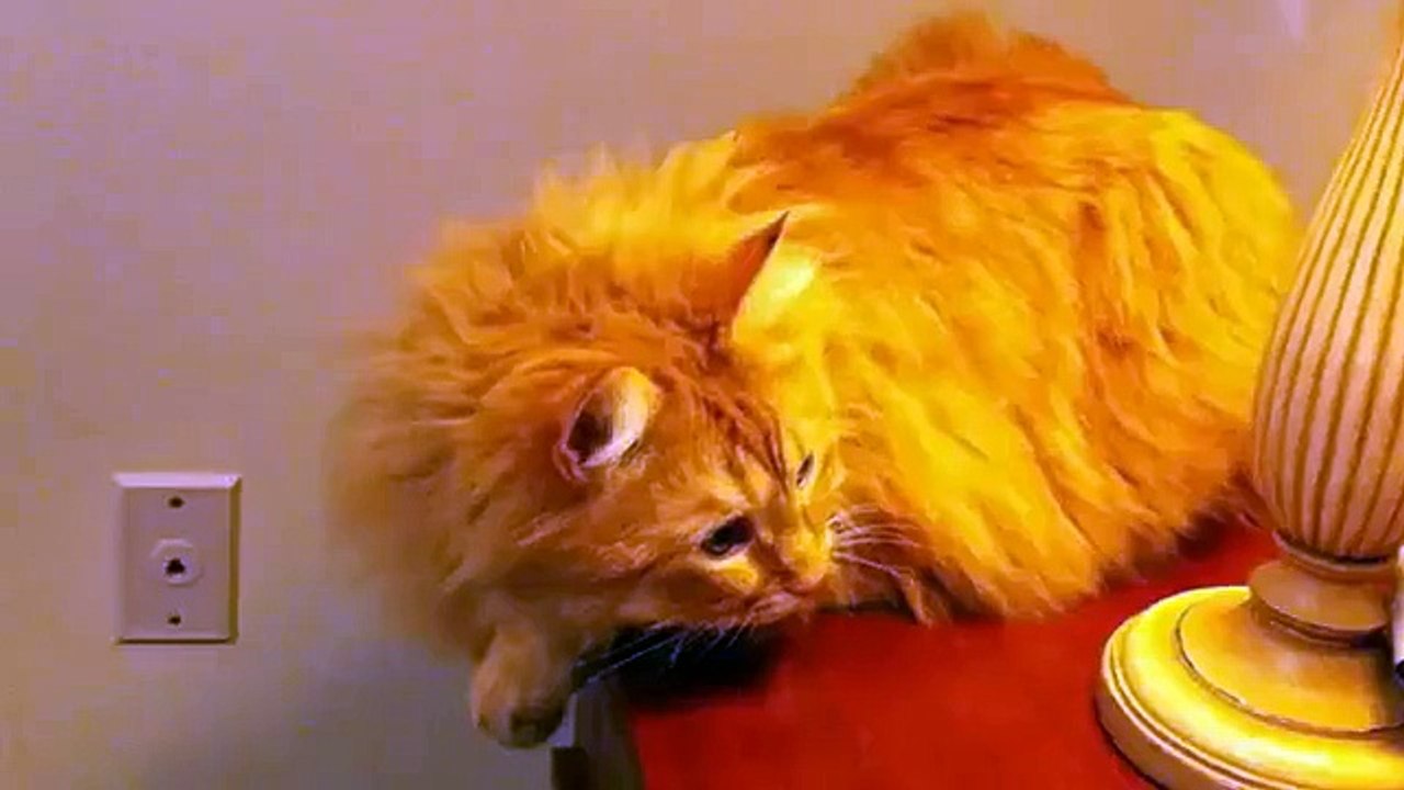 The Jerk Cat