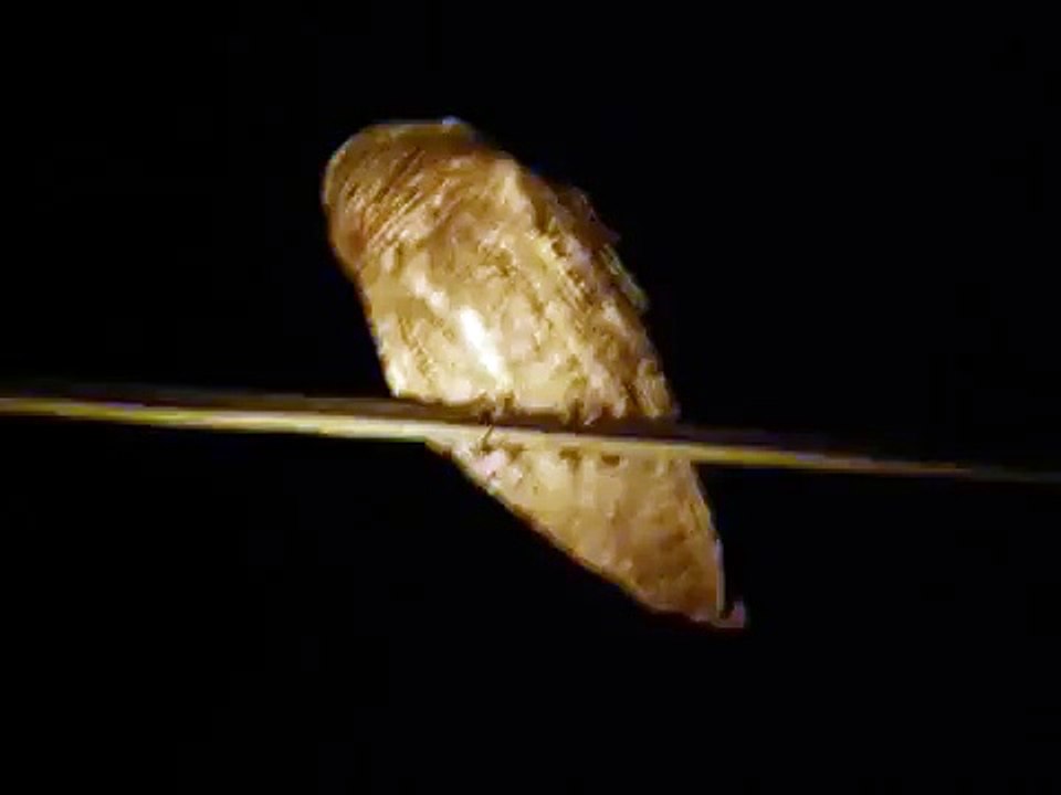 Scops owl - Otus Scops