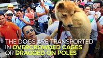 Thousands Of Dogs Tortured And Slaughtered For Chinese 