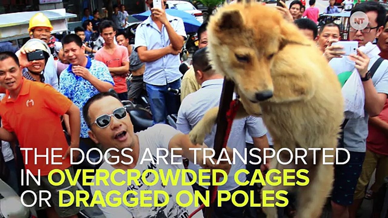 Thousands Of Dogs Tortured And Slaughtered For Chinese "Dog Meat Festival"