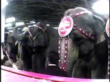 Ringling Bros. Circus Beats Animals!