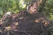 Decorah Eagles,Panning & Both Mom & Dad Come To nest With A Fish,6/20/14