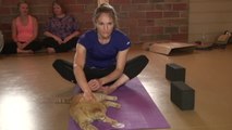 Estos gatos van a clase de yoga buscando un hogar