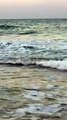 Shark Wanders Into Shallow Waters at North Carolina Beach