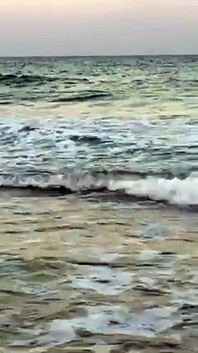 Shark Wanders Into Shallow Waters at North Carolina Beach