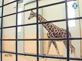 4 nouvelles girafes au zoo du Lunaret