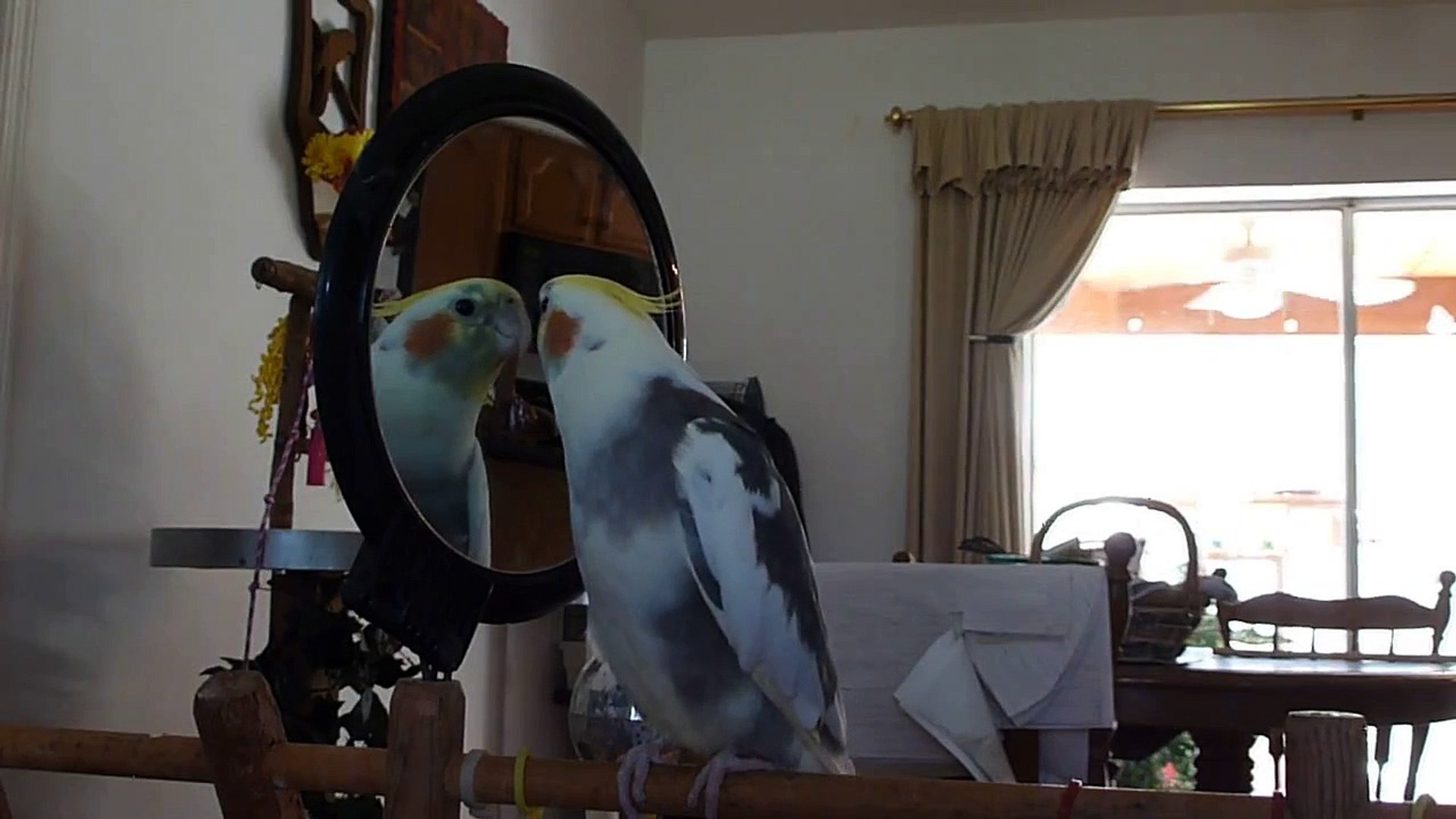 ⁣YOUNG COCKATIEL SAYING MANY WORDS AND WHISTLING