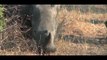 Honey Badger Narrates: The Toughass Rhino (LET'S SAVE THEM!)