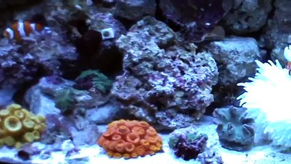 Peixe Palhaço fazendo Simbiose na Anêmonas