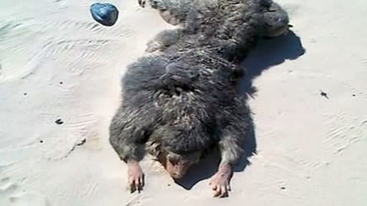 Another Plum Island Creature?