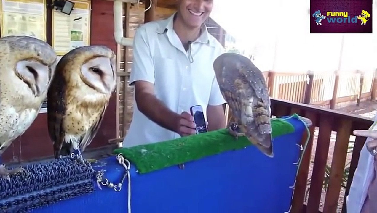 Funny Animals Compilation - Funny Videos - 720p