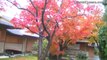 Kyoto autumn leaves at Daitokuji temple ,japanese garden,Japan,temple