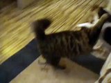 Maine Coon vs. Jack Russell (Cat vs. Dog Fight)