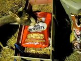 Hannah The Goat Going Nuts Over Dog Treats- too cute!