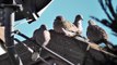 HD Cute sleepy pigeons doves flock sun bathing white birds peaceful fluffy 12 13 2012