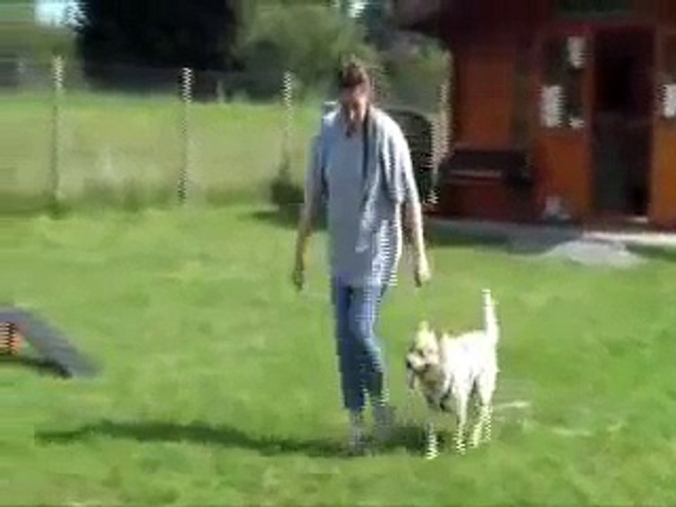 Hundeschule Spessart -Koordinationstraining