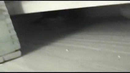 Evil Green Cheek Conure