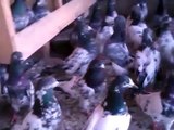 Ustad Kabootar Baaz Junaid K Lahore Taddy Pigeons VIDEO-0298