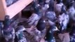 Ustad Kabootar Baaz Junaid K Lahore Taddy Pigeons VIDEO-0298