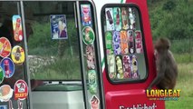 Ice Cream Van Serves up Summer Treat for Longleat Monkeys